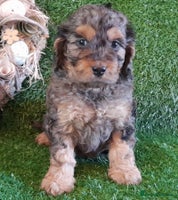 Cockapoo dogs Stunning F1 Cockapoos Available - Advert 2