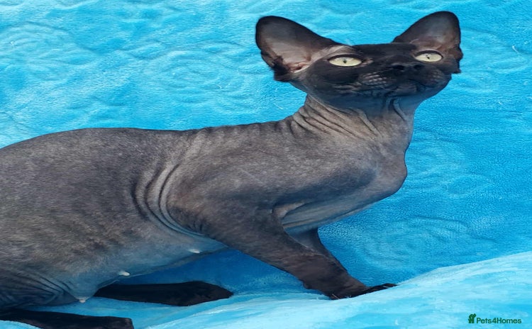 Sphynx cats - Advert 1