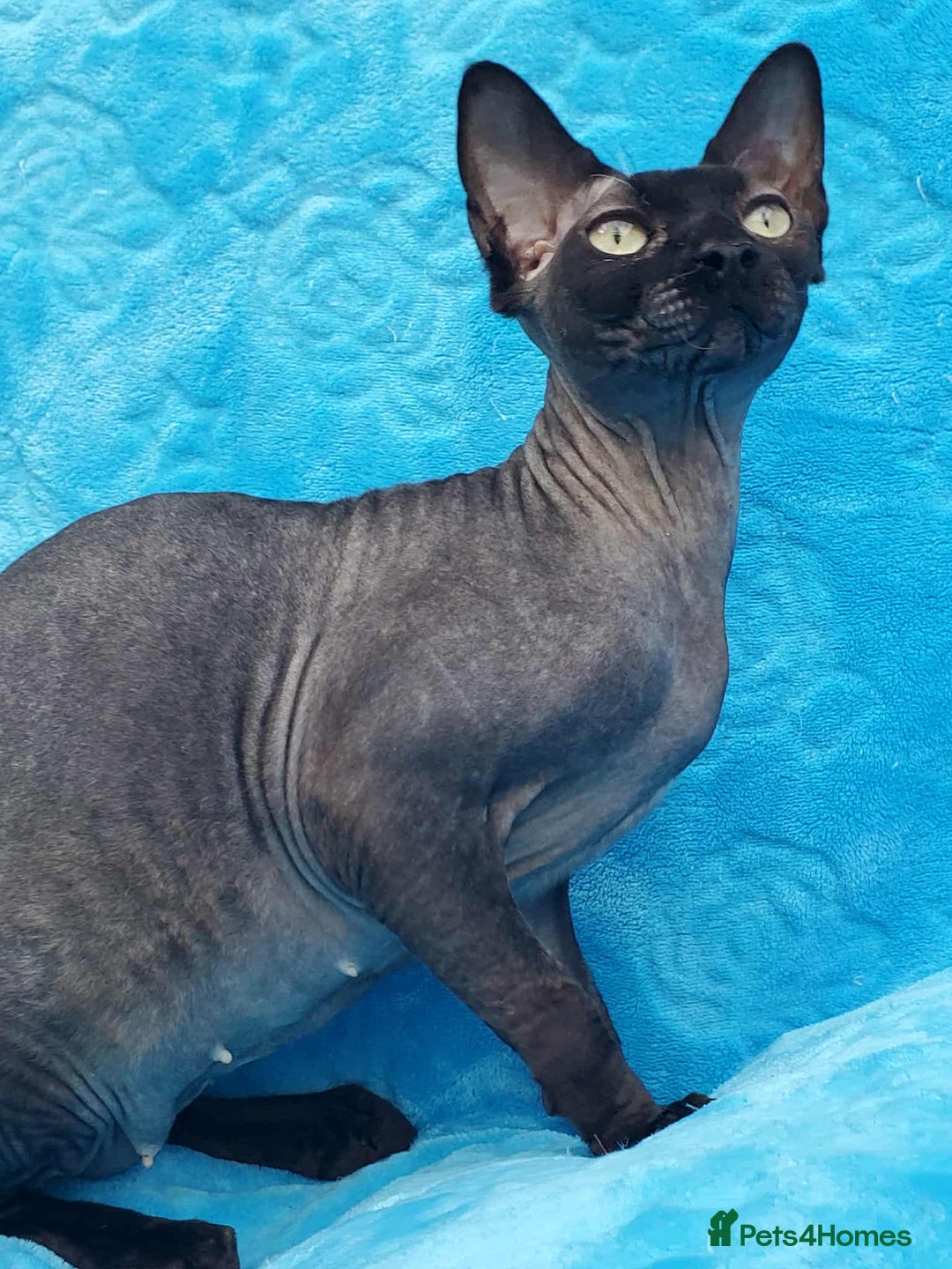 Sphynx cats for sale: Rebeka - Image 1