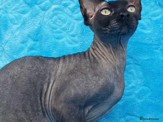 Sphynx cats - Advert 4