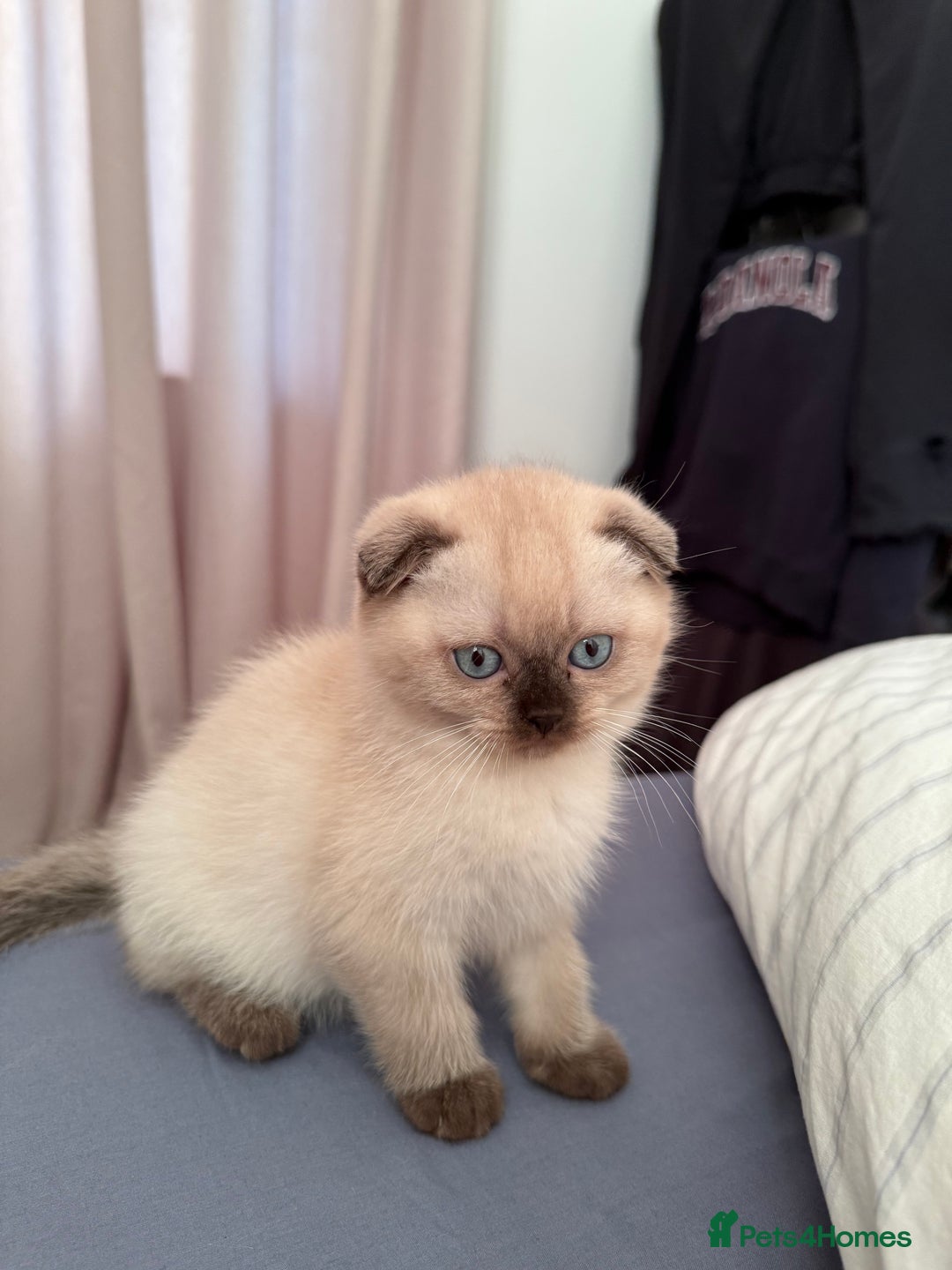 British Shorthair cats for sale: British short hair and Scottish fold  - Image 12