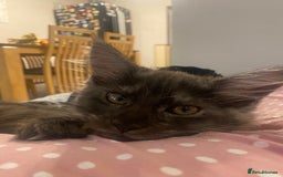 Maine Coon cats for sale: Maine Coon kittens for sale  - Image 11