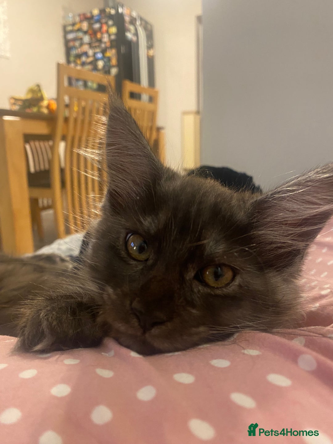 Maine Coon cats for sale: Maine Coon kittens for sale  - Image 11