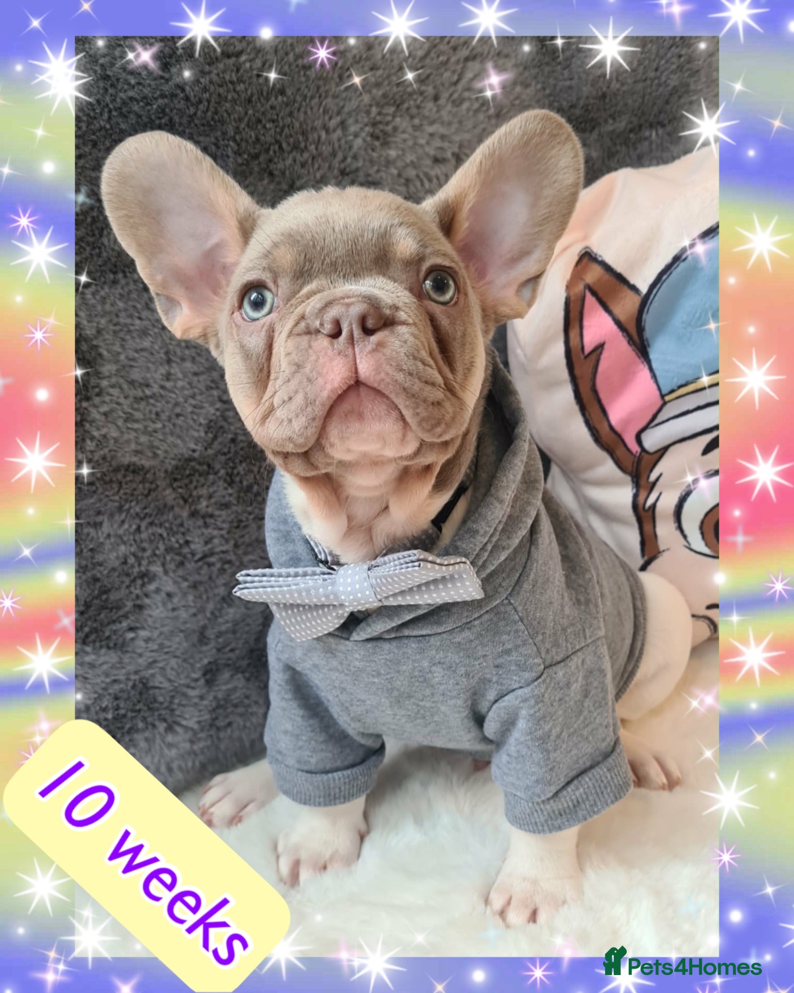 French Bulldog dogs Quality Puppies from highly health tested Parents - Advert 1