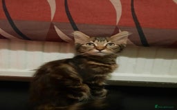 Ragdoll cats for sale: Beautiful Tabby X ragdoll kittens  - Image 3