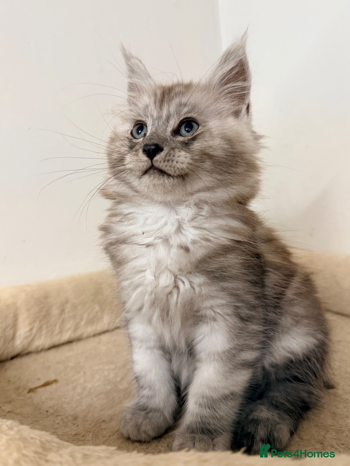 Maine Coon cats Maine coon boys and girls available now  - Advert 11