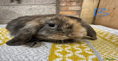 Mini Lop rabbits - Advert 2
