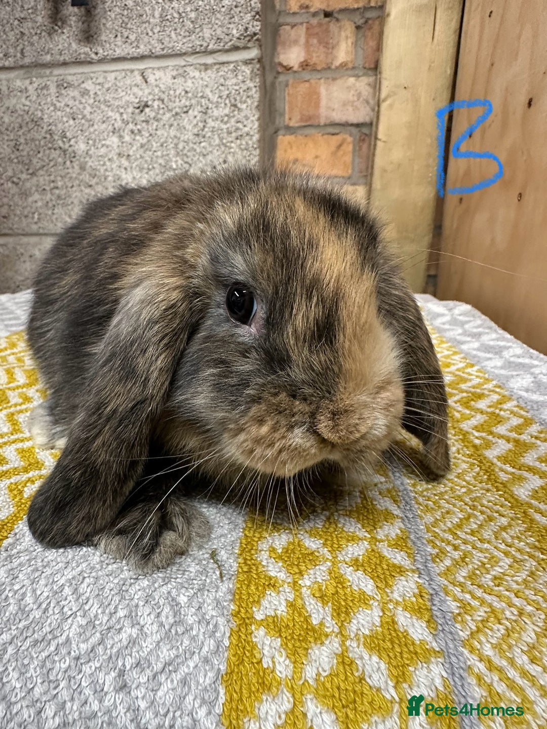 Mini Lop rabbits for sale: Mini Lop Rabbits For Sale  - Image 3