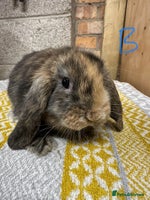 Mini Lop rabbits - Advert 1