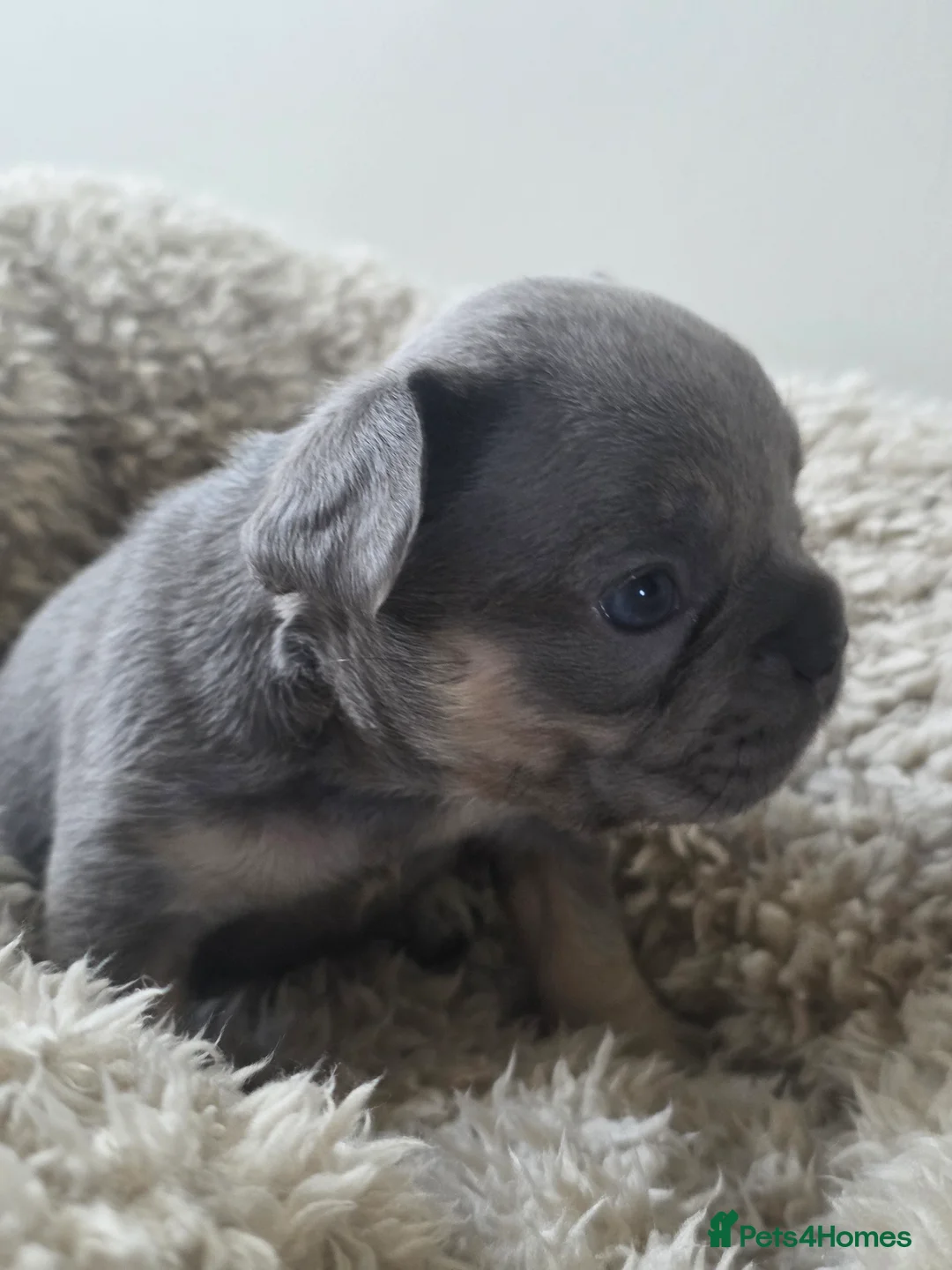French Bulldog dogs for sale: French Bulldog (4 visual Fluffys) - Advert 6