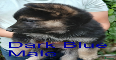 German Shepherd dogs - Advert 4