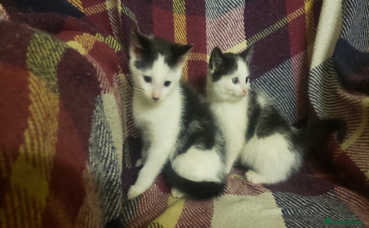 Mixed Breed cats - Advert 1