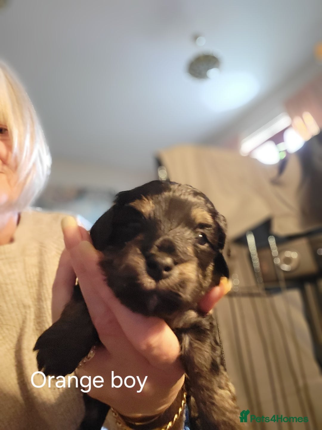Maltipoo dogs for sale:  Adorable Maltipoo Puppies Ready Soon! 🐾 - Image 10