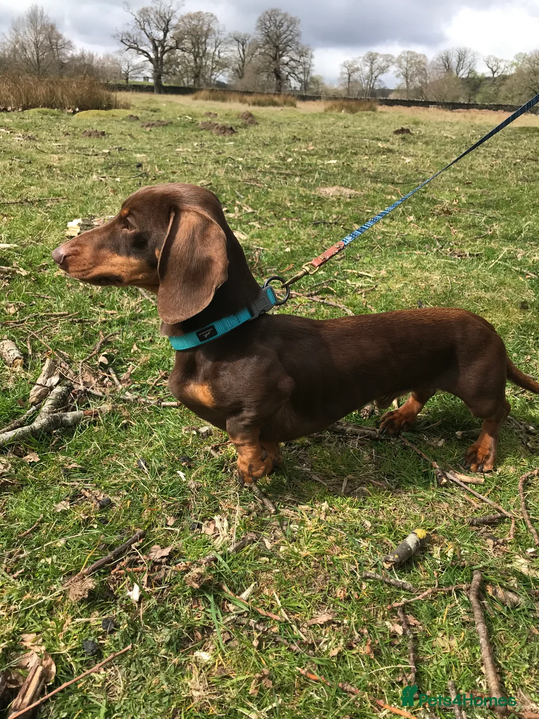 Miniature Dachshund dogs for stud: Proven KC Reg, PRA clear, Miniature Dachshund  in Hinckley - Advert 4