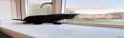 Mixed Breed cats for sale: Kittens free in Leeds - Advert 2