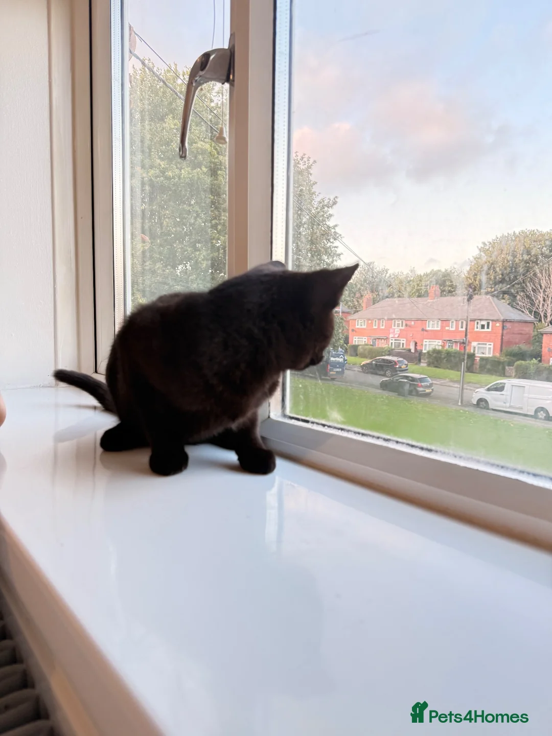 Mixed Breed cats for sale: Kittens free in Leeds - Advert 2