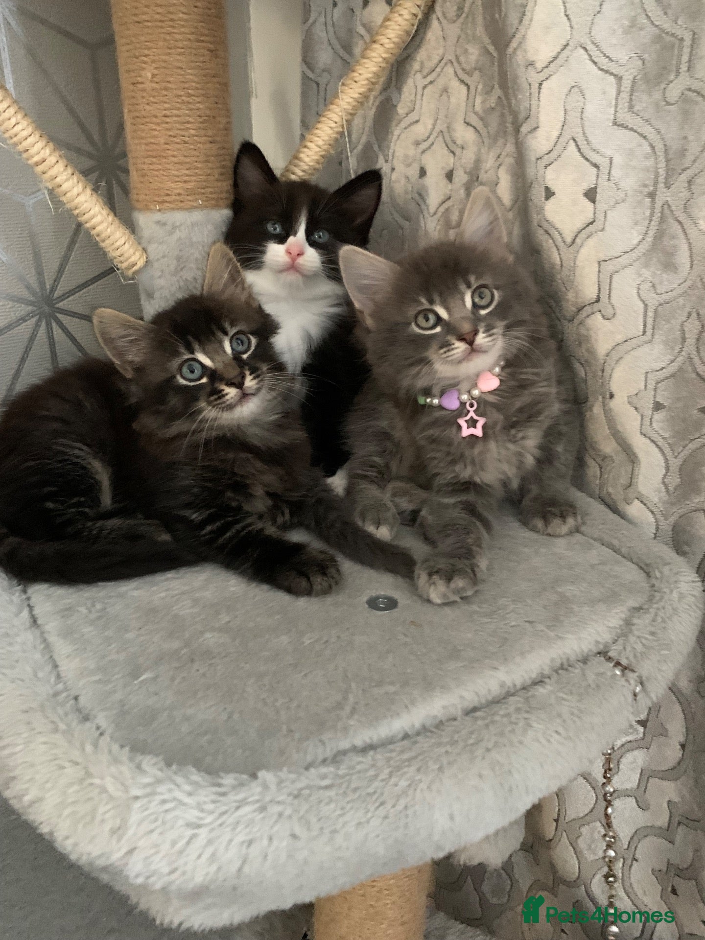Mixed Breed cats Beautiful kittens looking for loving home - Advert 2