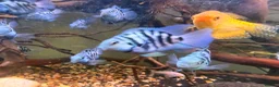 Other/Mixed Breed fish for sale: Blue parrotfish in London - Advert 5