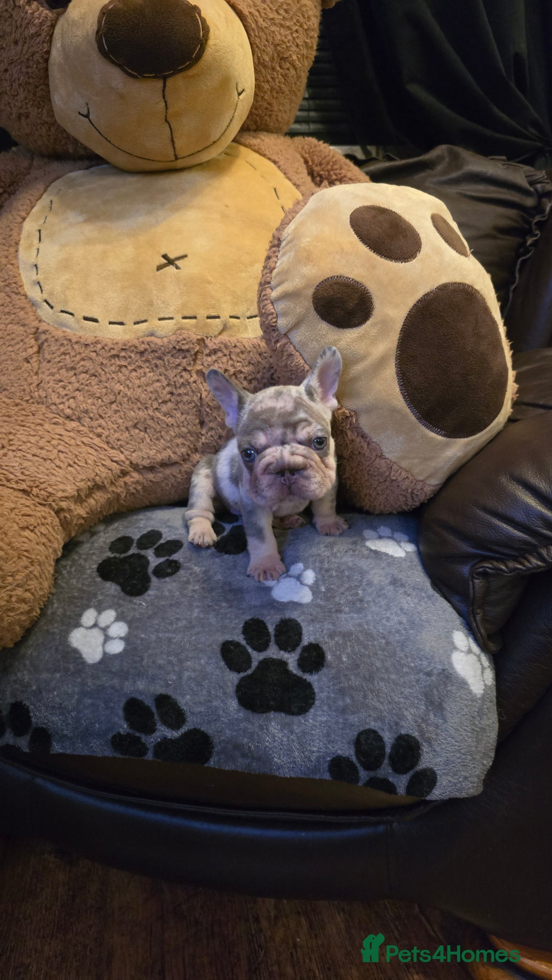 French Bulldog dogs for sale: FRENCH BULLDOG ** - Image 6