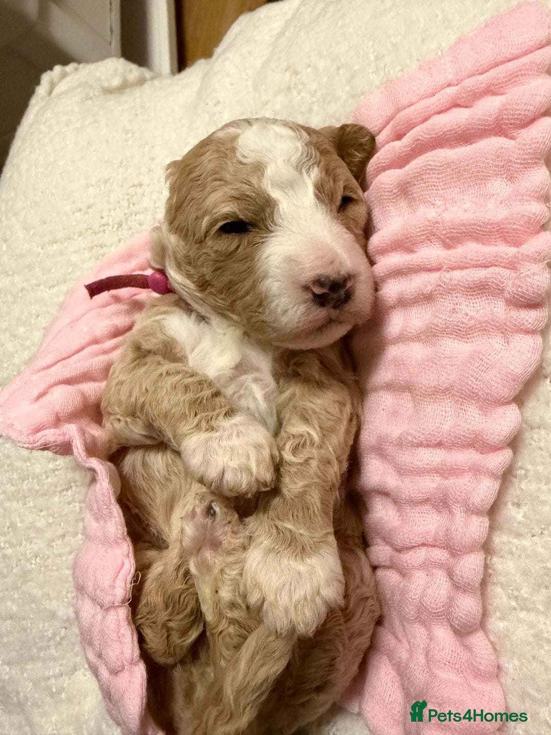 Labradoodle dogs for sale: Labradoodle  - Advert 13