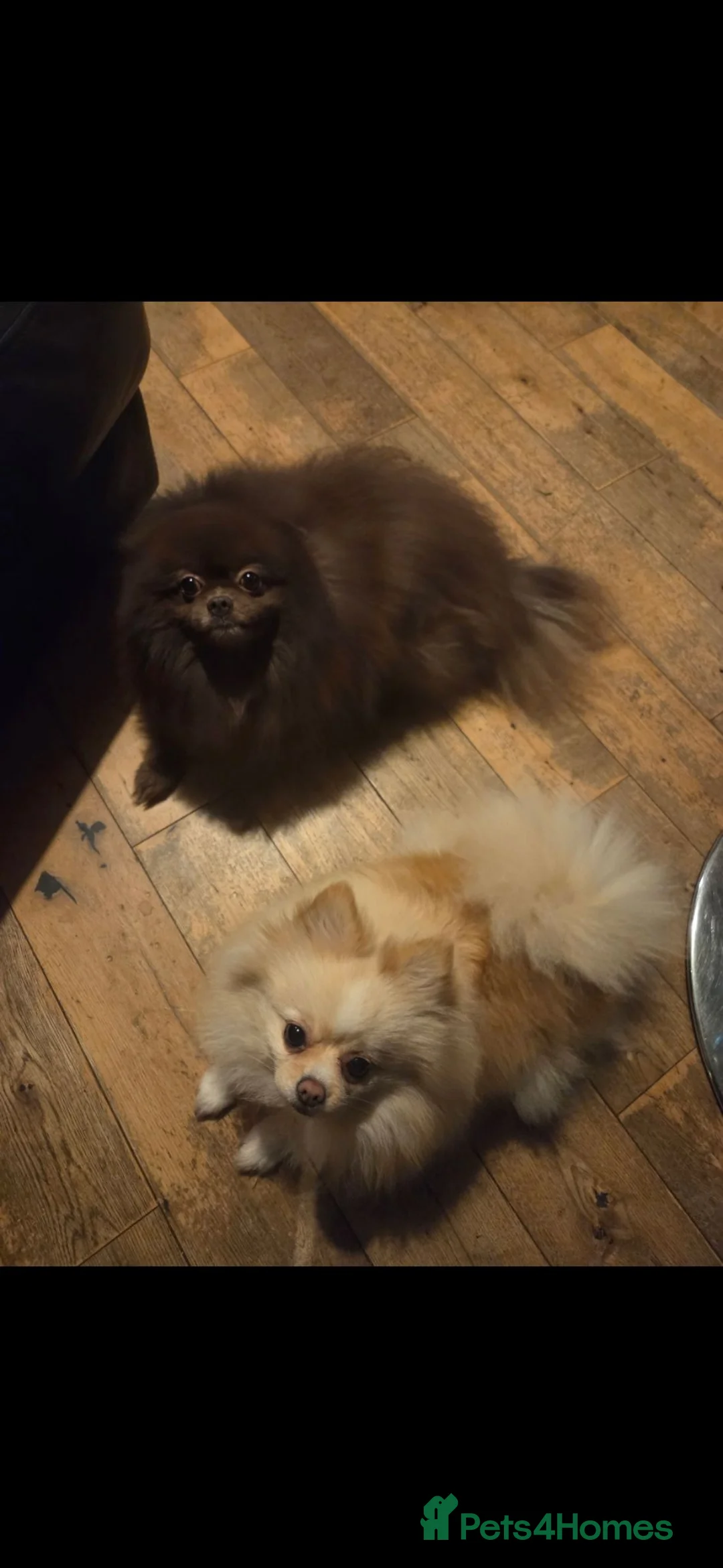 Pomeranian dogs for sale: 2 pomeranian for sale  in Croydon - Advert 1