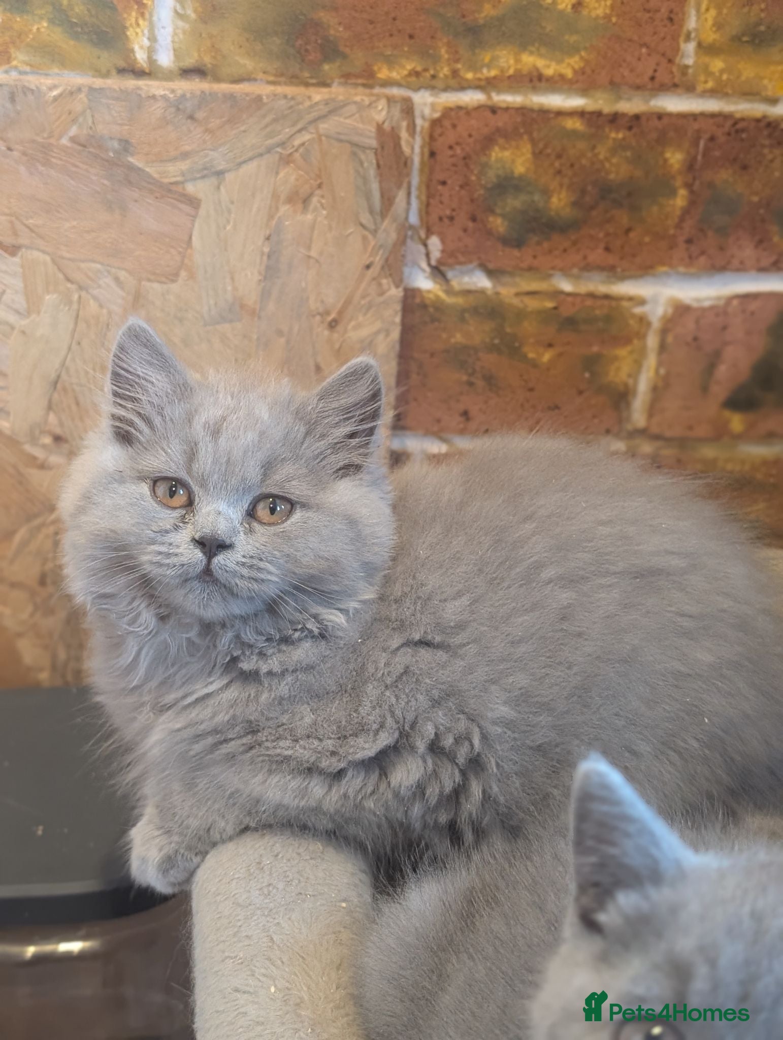 British Longhair cats Ready to leave British longhair/shorthair kittens  - Advert 6