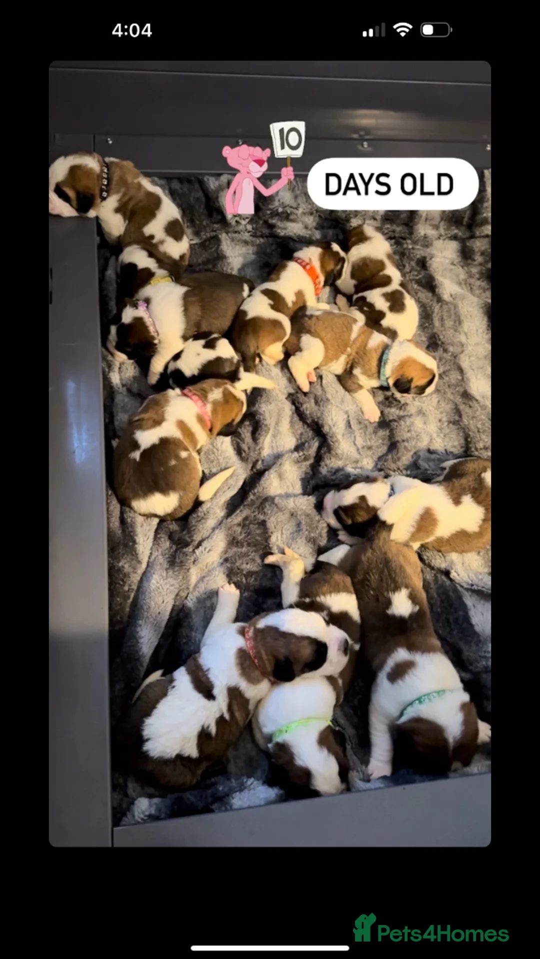 Saint Bernard dogs for stud: KC reg Big strong fluffy boy up for STUD (PROVEN) in Uttoxeter - Advert 9