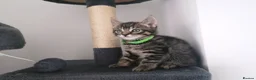 Mixed Breed cats for sale: Exceptional Kittens, Wonderful Personalities ❤️ in Waltham Cross - Advert 15