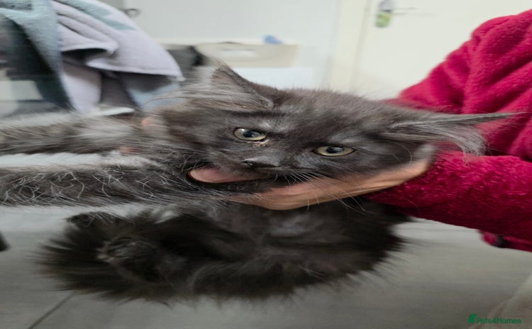 Maine Coon cats - Advert 16