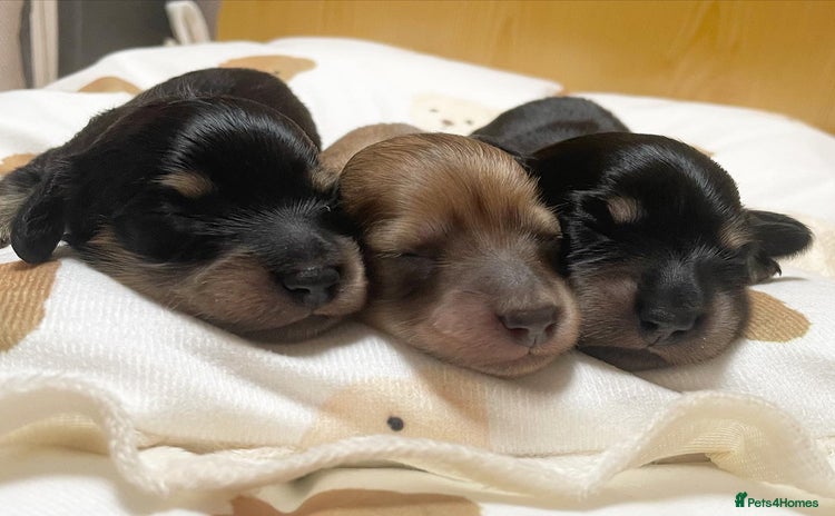 Miniature Dachshund dogs - Advert 12