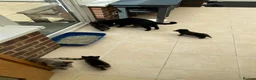Mixed Breed cats for sale: 2 remaining kittens, looking for forever homes - Advert 15