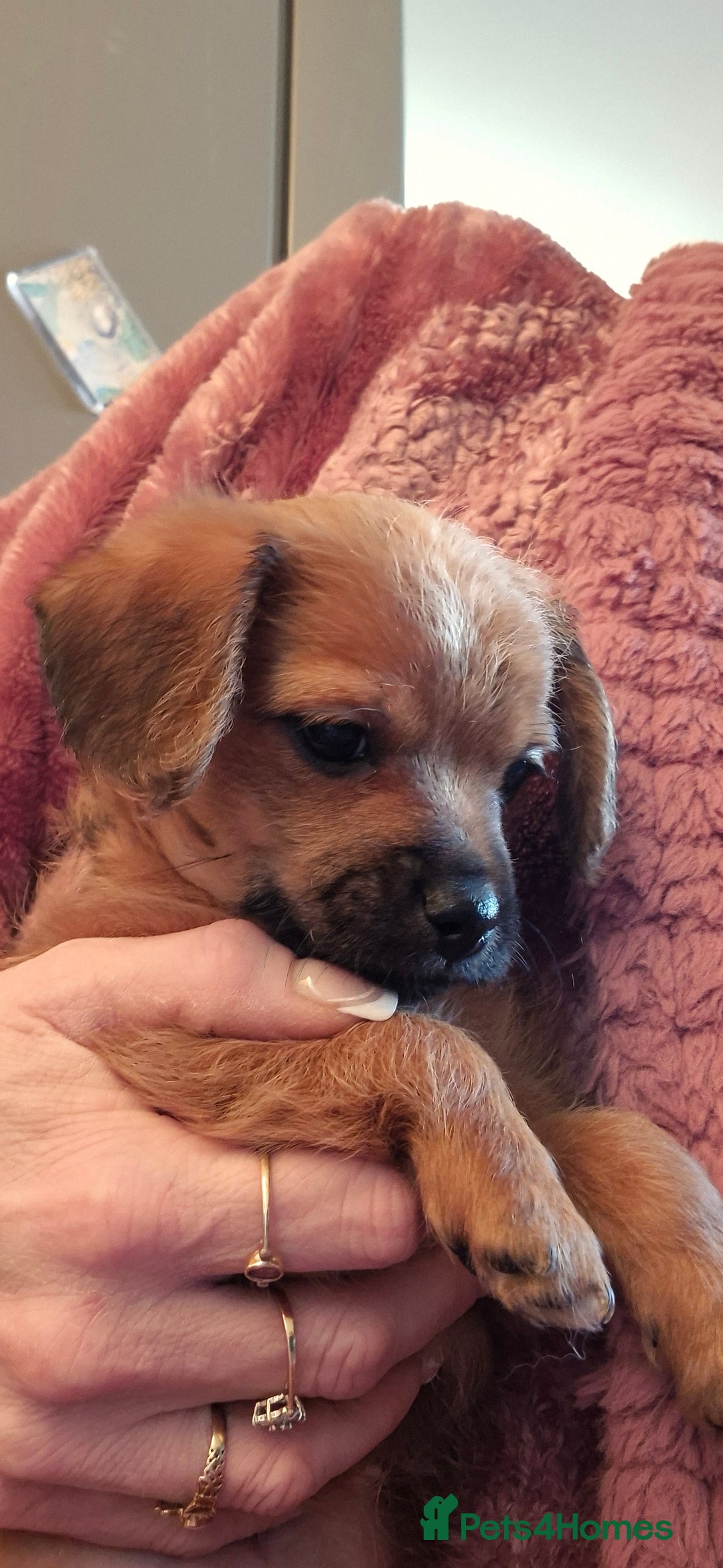 Chipoo dogs for sale: Beautiful chipoo puppys  - Advert 28