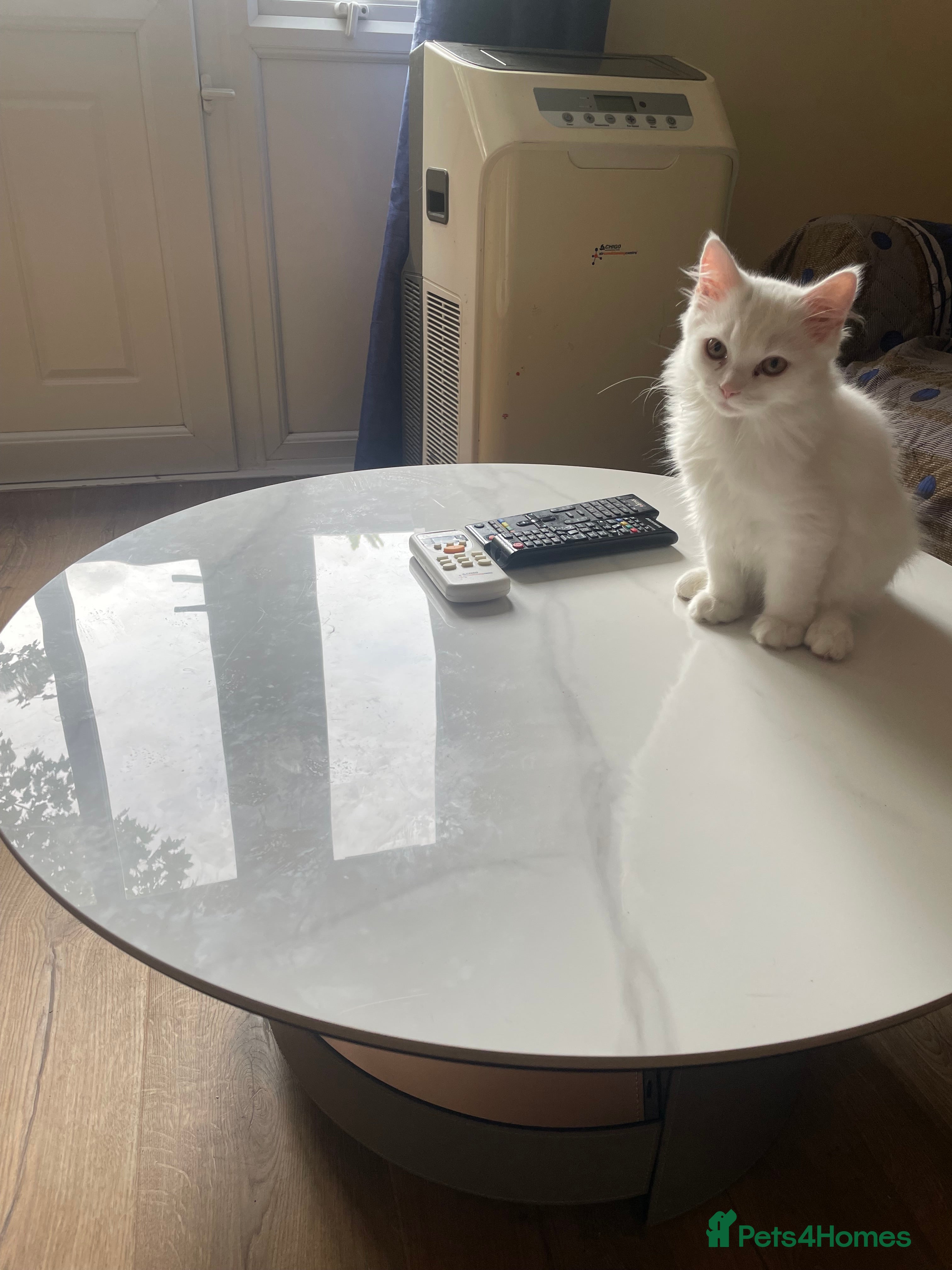 Mixed Breed cats  Persian kittens for sale  - Advert 6
