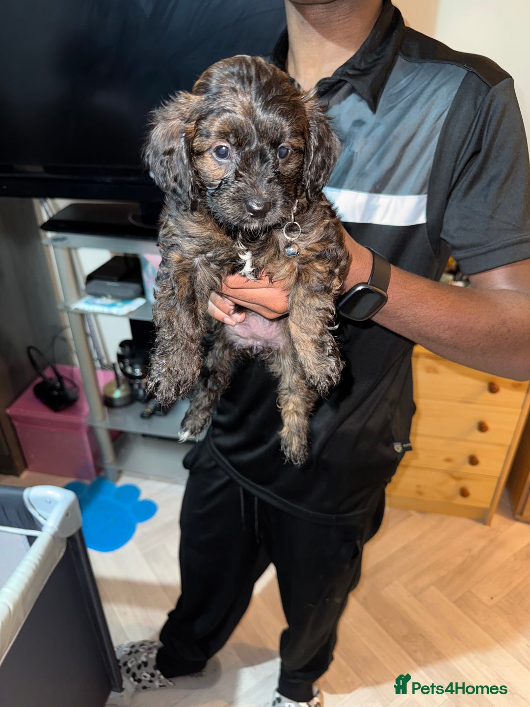 Mixed Breed dogs for sale: Cockapoo Mix Puppies - Advert 17
