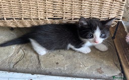Mixed Breed cats for sale: 🐾 Kitten 4 – The Sweetheart - Image 3