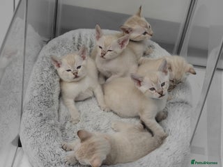 Siamese cats - Advert 21