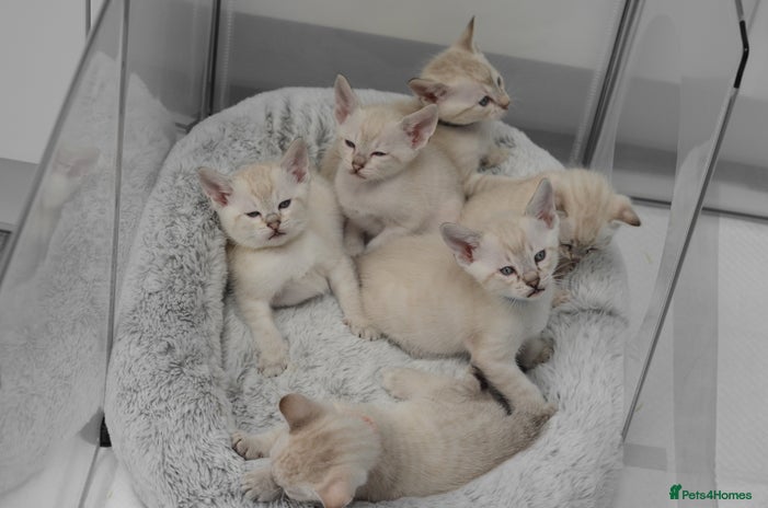 Siamese cats - Advert 6