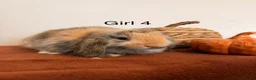 Mini Lop rabbits for sale: Mini lop babies🐰✨ - Advert 4