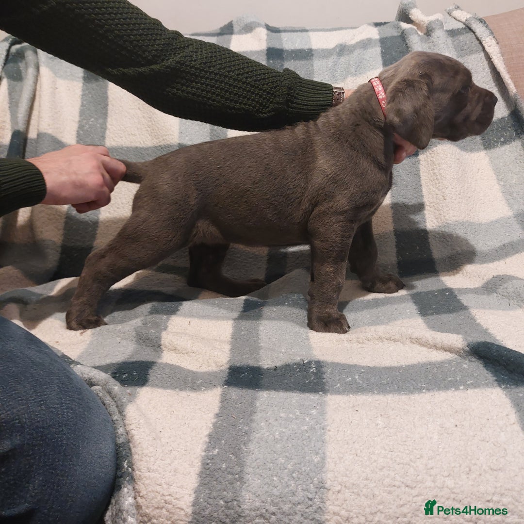 Cane Corso dogs for sale: Cane Corso - Image 11