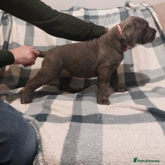 Cane Corso Puppy 8
