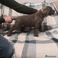 Cane Corso Puppy 8