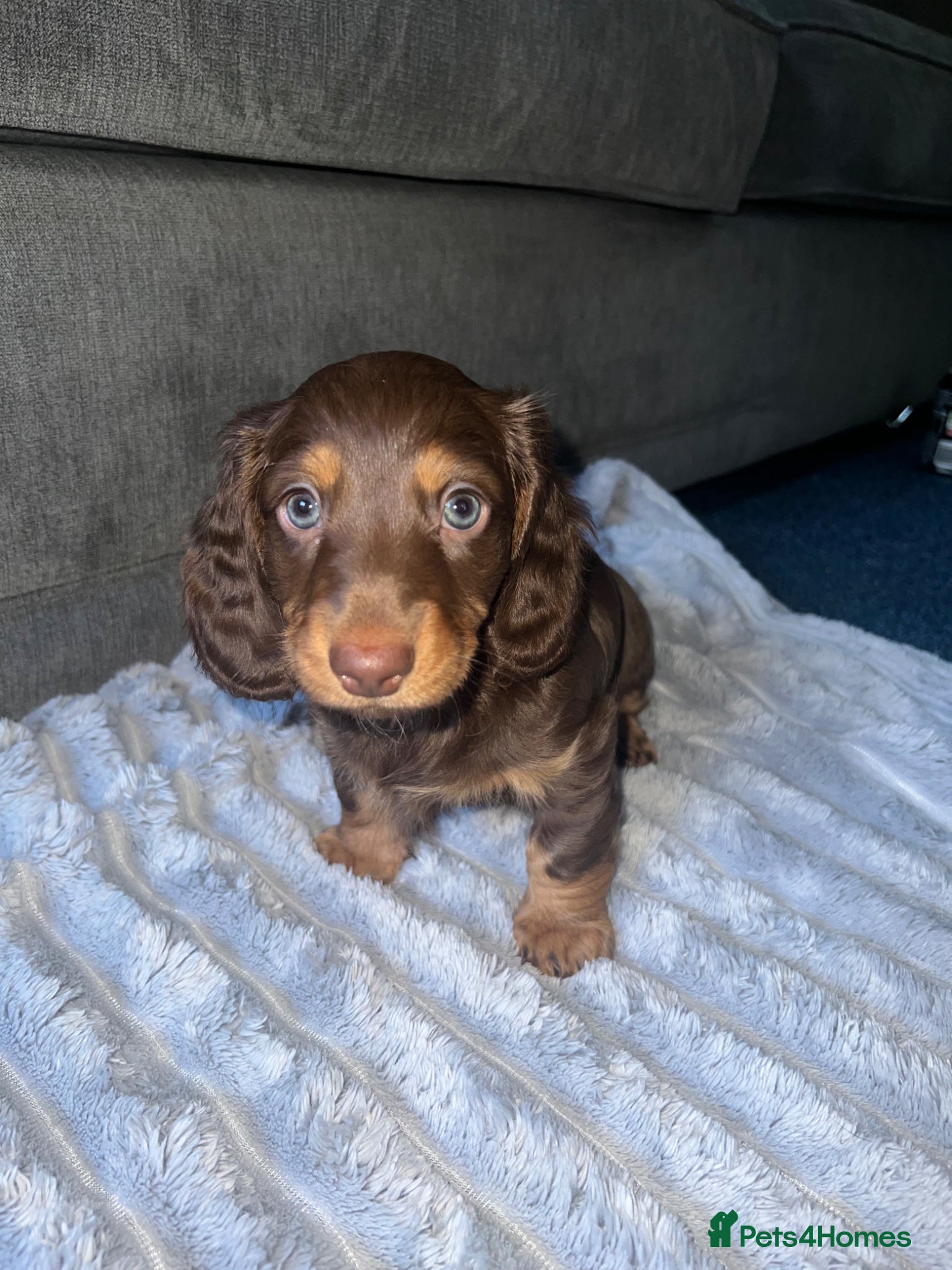 Miniature Dachshund dogs REDUCED 1 long haired girl miniature dachshund  - Advert 2