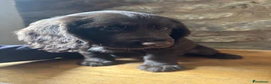 Cocker Spaniel 1