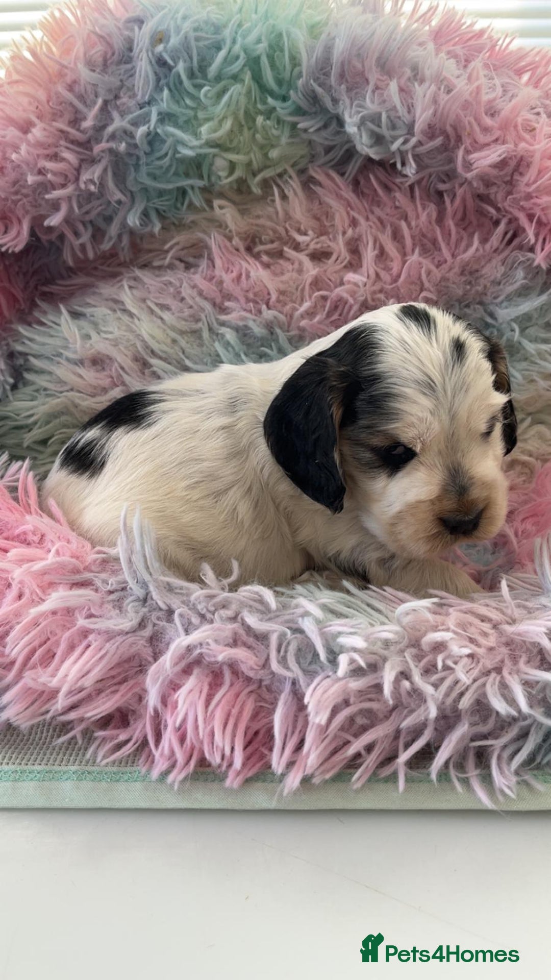 Cocker Spaniel dogs for sale: Champion Bloodlines KC Reg Show Cocker Spaniels - Advert 16