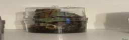 Tarantulas invertebrates for sale: Mixed Tarantulas for sale in Chatham - Advert 2