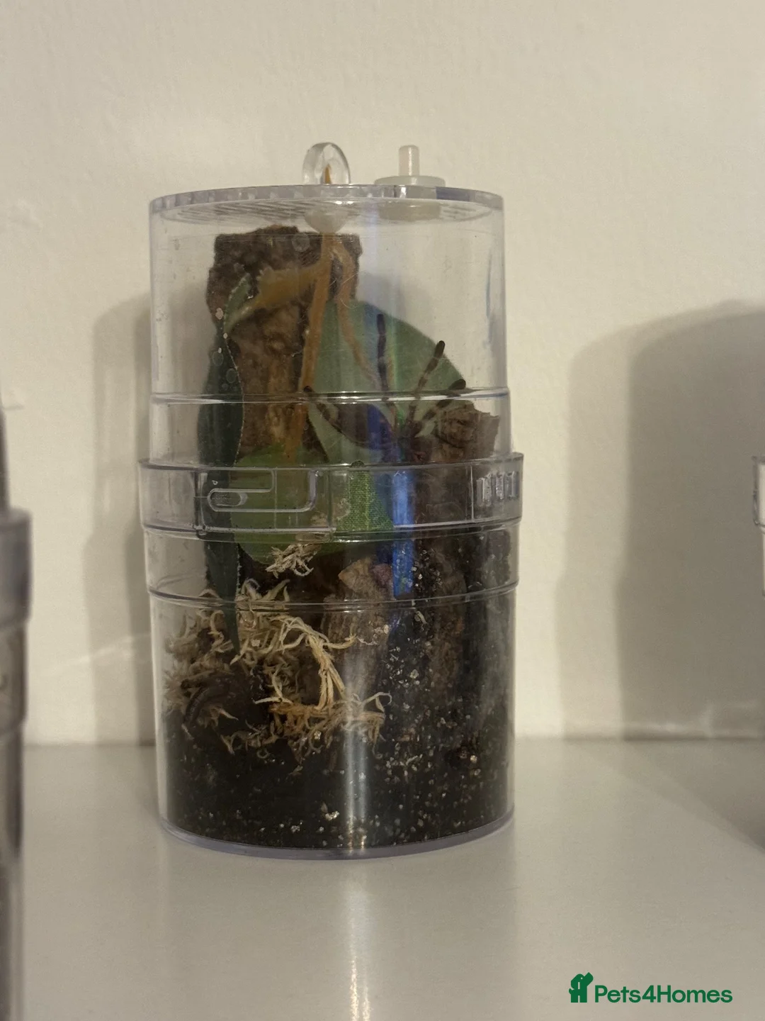 Tarantulas invertebrates for sale: Mixed Tarantulas for sale in Chatham - Advert 2