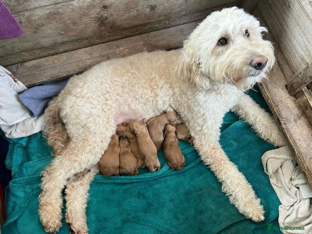 Cavapoo dogs for sale: Cavapoo puppies  - Advert 6