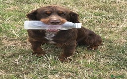 Cocker Spaniel dogs for sale: Well socialised Pedigree Cocker pups - Image 23