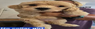 Mixed Breed 4