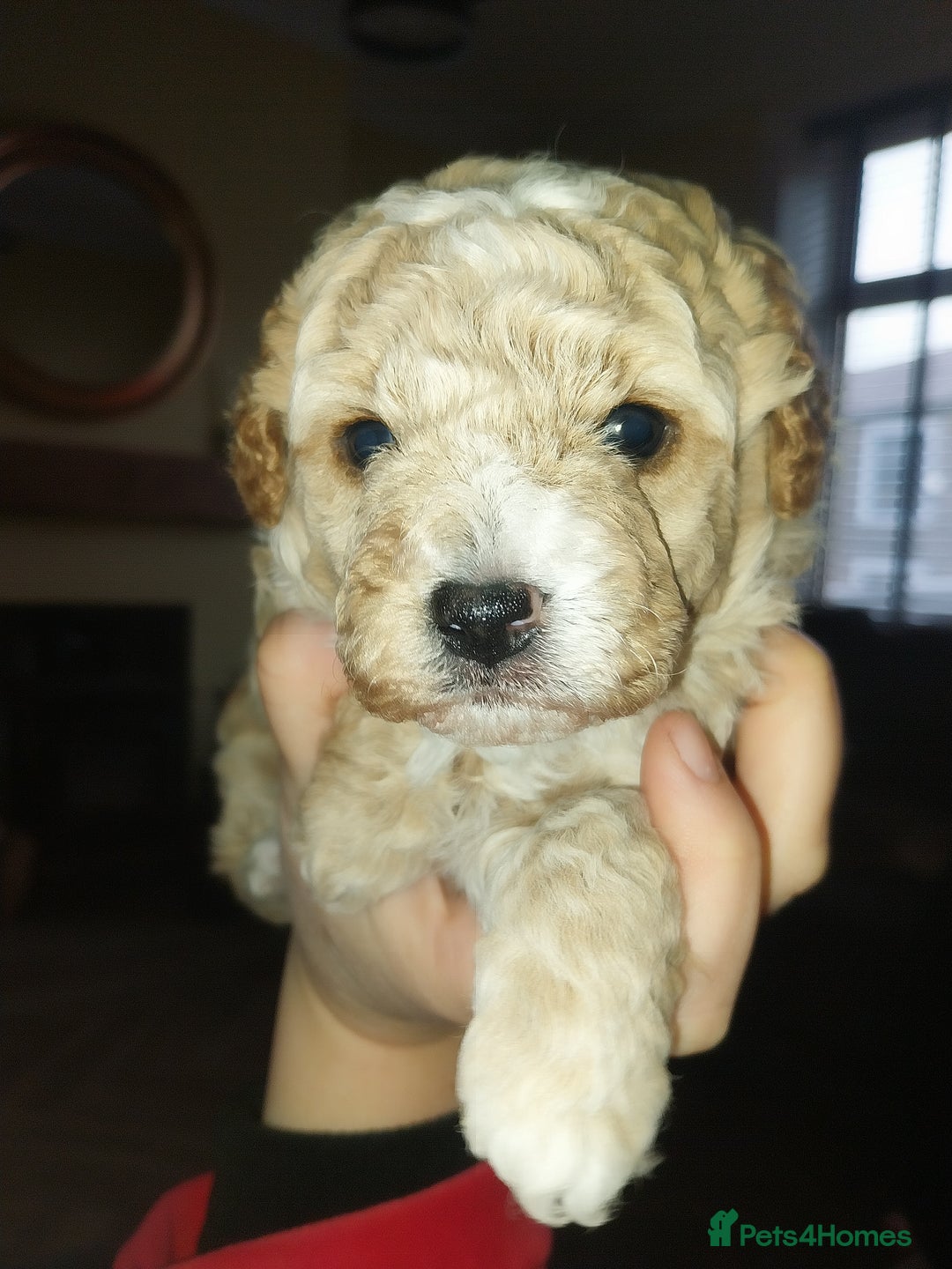 Poochon dogs for sale: Gorgeous mini Poochons , born on December 25th !!  - Advert 1